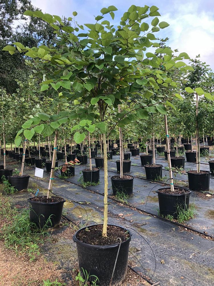 cercis-canadensis-eastern-redbud