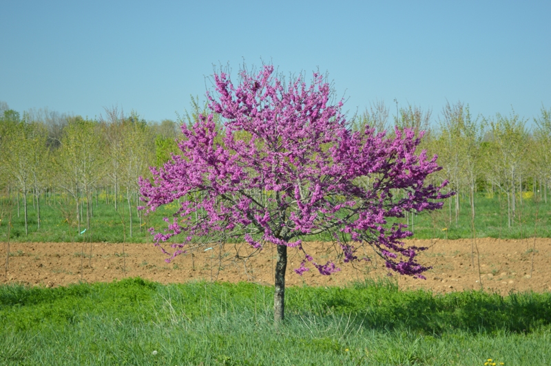 cercis-canadensis-eastern-redbud