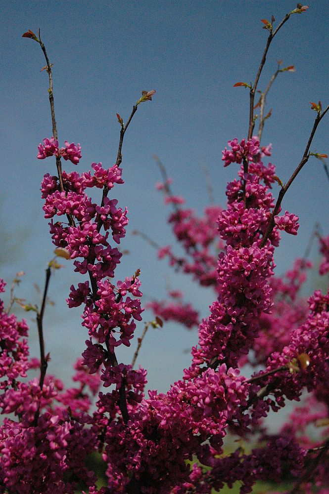 cercis-canadensis-eastern-redbud