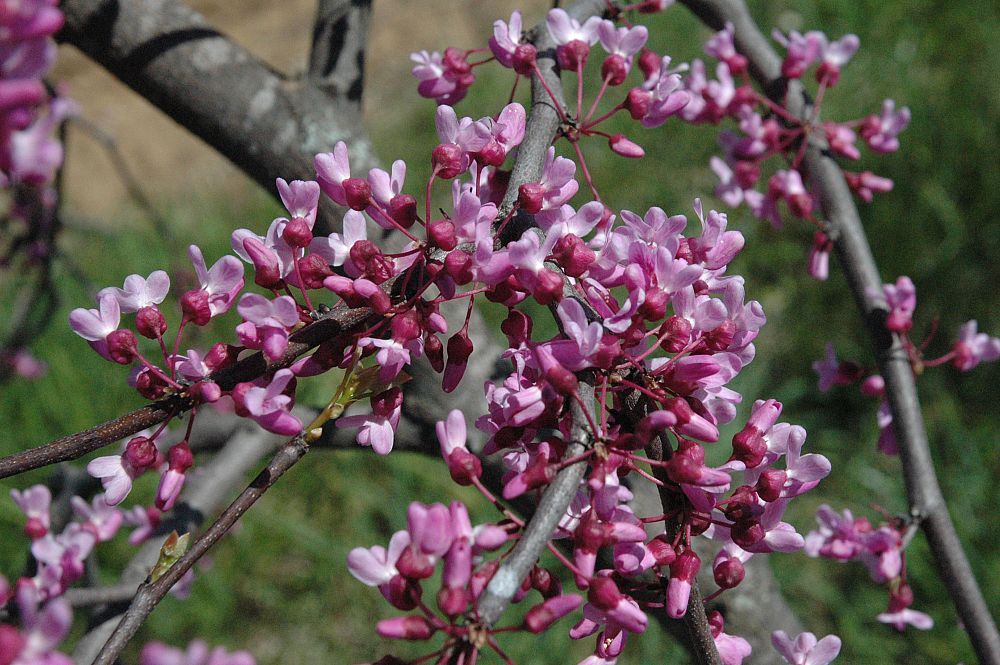 cercis-canadensis-eastern-redbud
