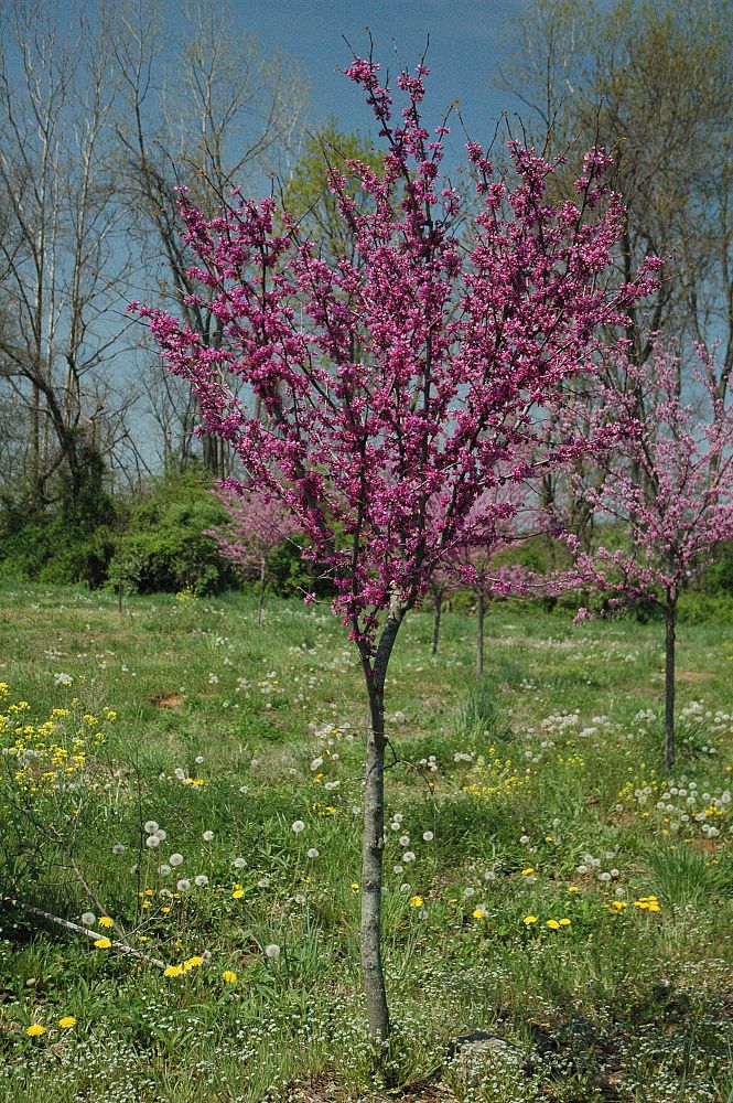 cercis-canadensis-eastern-redbud