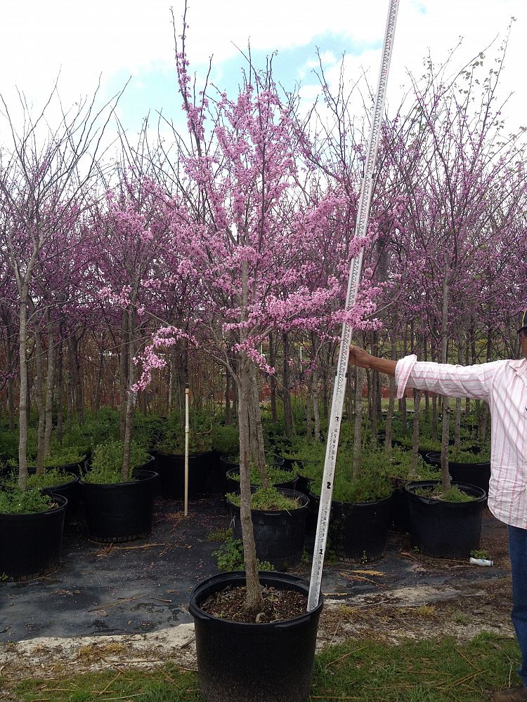 cercis-canadensis-eastern-redbud