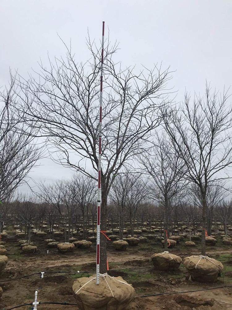 cercis-canadensis-eastern-redbud