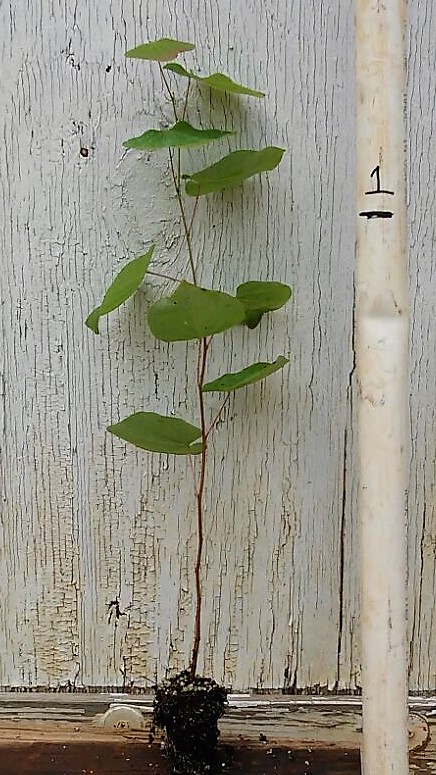 cercis-canadensis-eastern-redbud