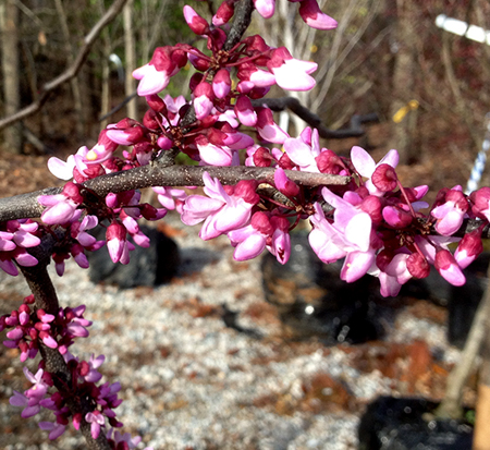 cercis-canadensis-eastern-redbud