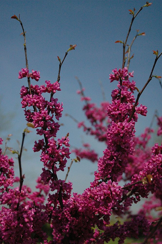 cercis-canadensis-eastern-redbud