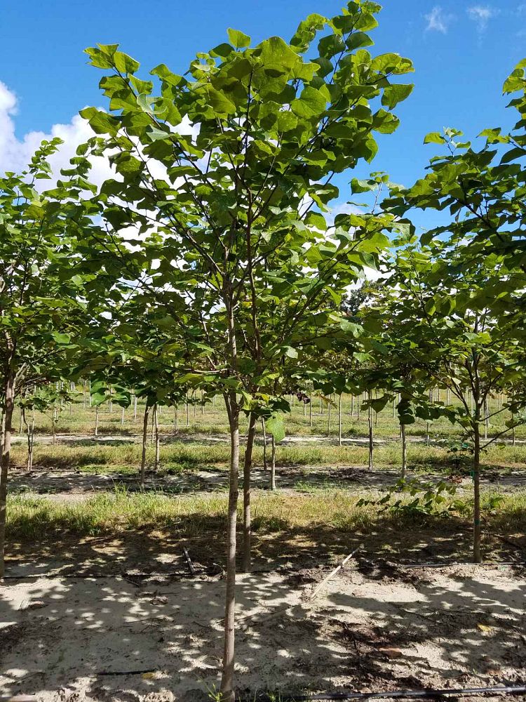 cercis-canadensis-eastern-redbud
