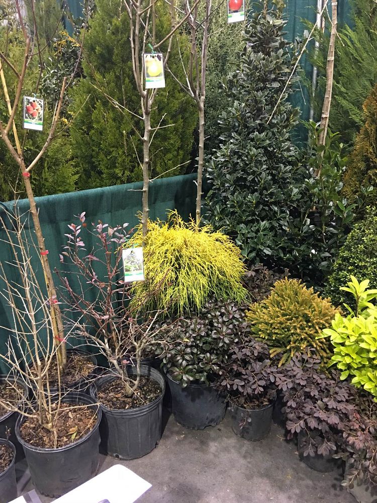 cercis-canadensis-eastern-redbud