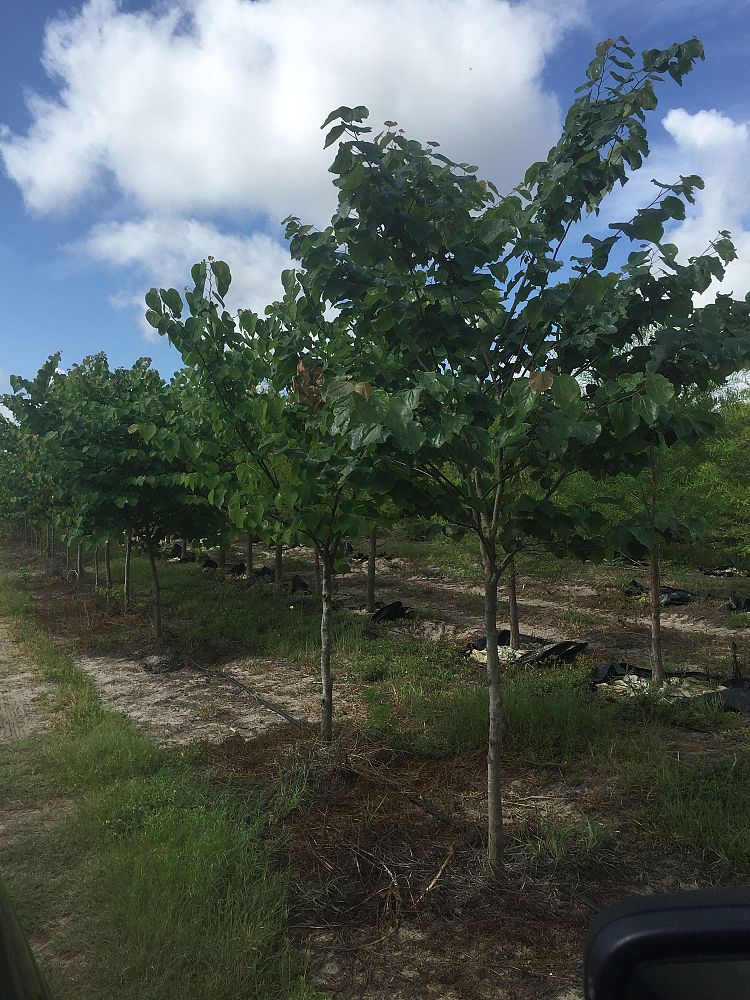 cercis-canadensis-eastern-redbud