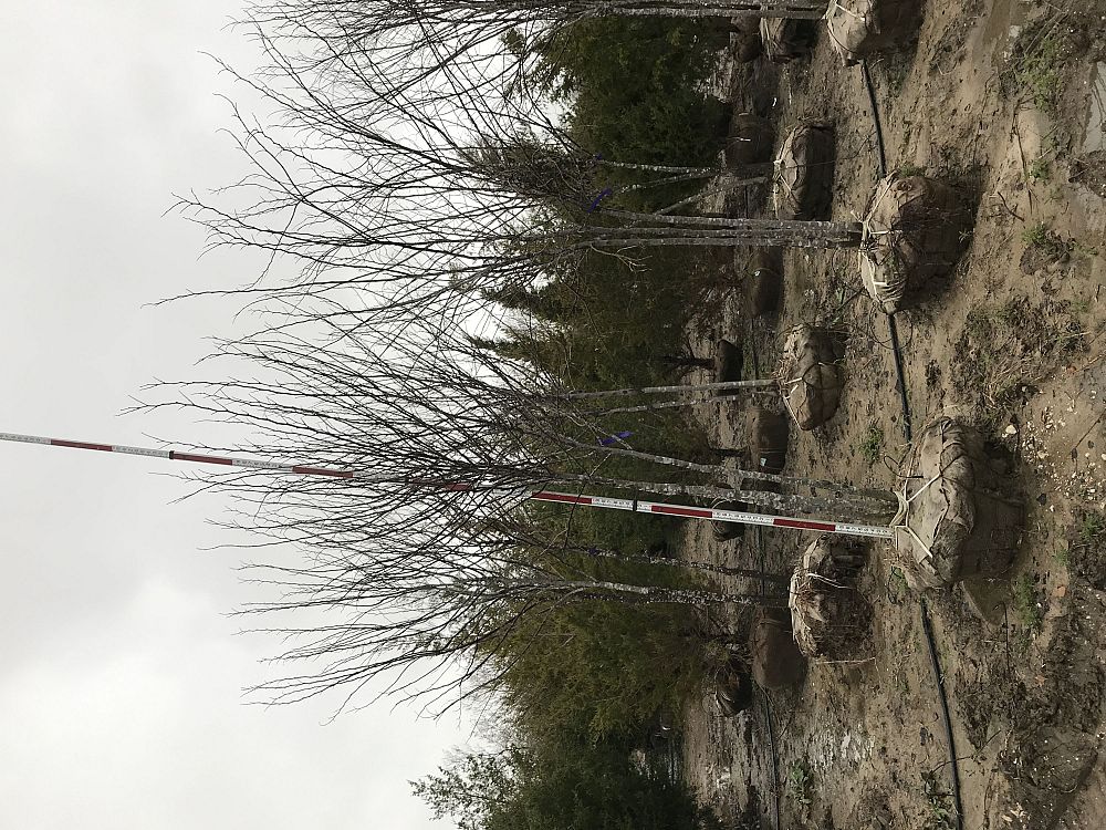 cercis-canadensis-eastern-redbud