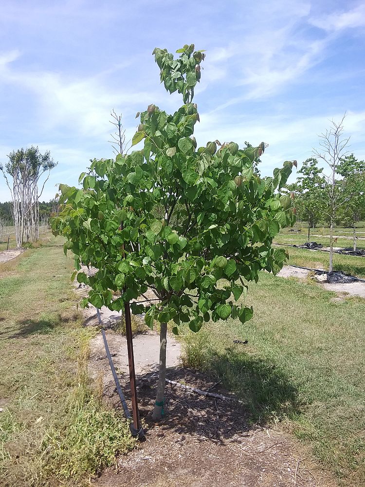 cercis-canadensis-eastern-redbud