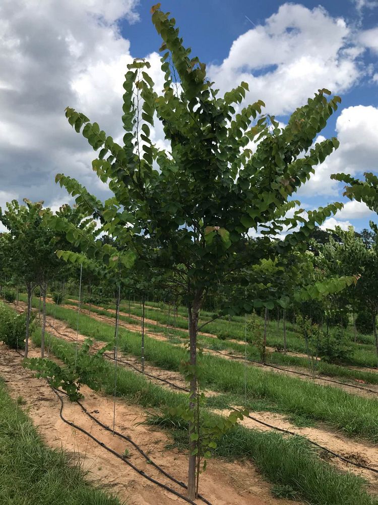 cercis-canadensis-eastern-redbud