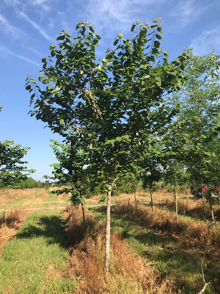 cercis-canadensis-eastern-redbud
