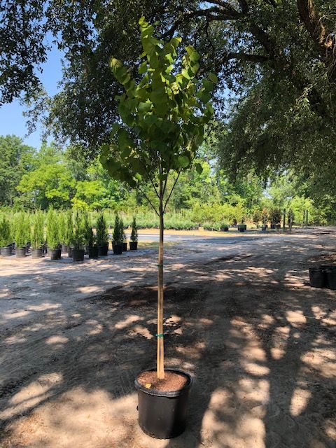 cercis-canadensis-eastern-redbud