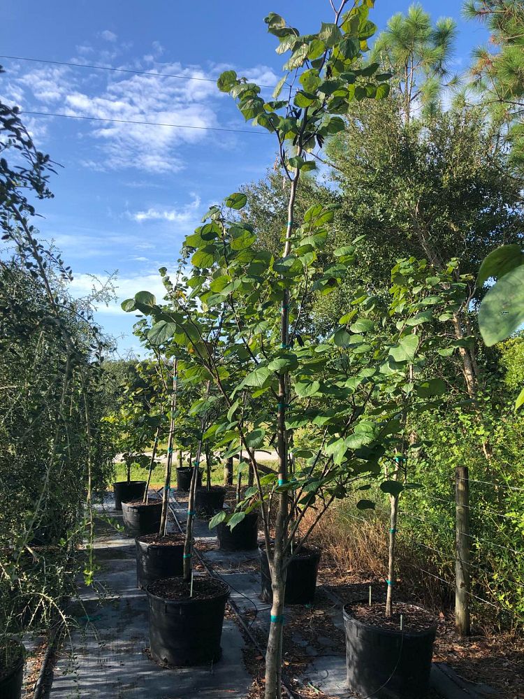 cercis-canadensis-eastern-redbud