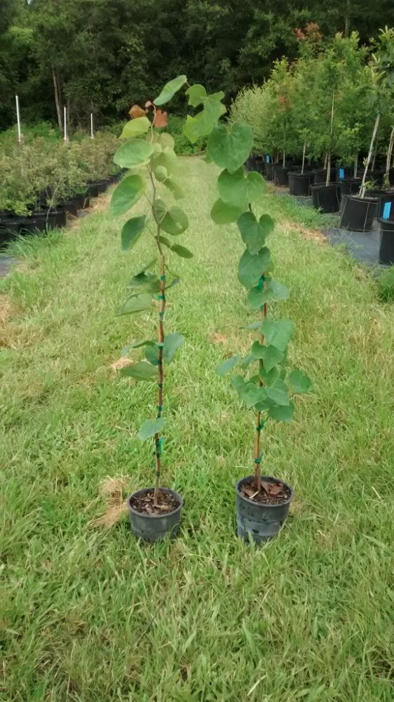 cercis-canadensis-eastern-redbud