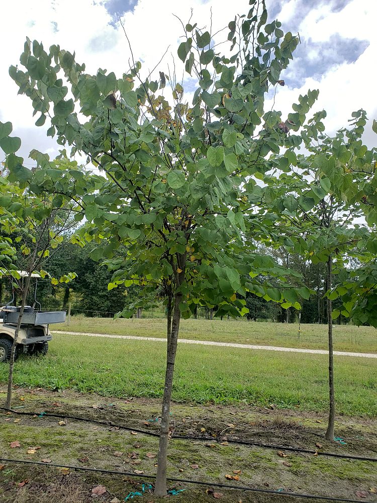 cercis-canadensis-eastern-redbud