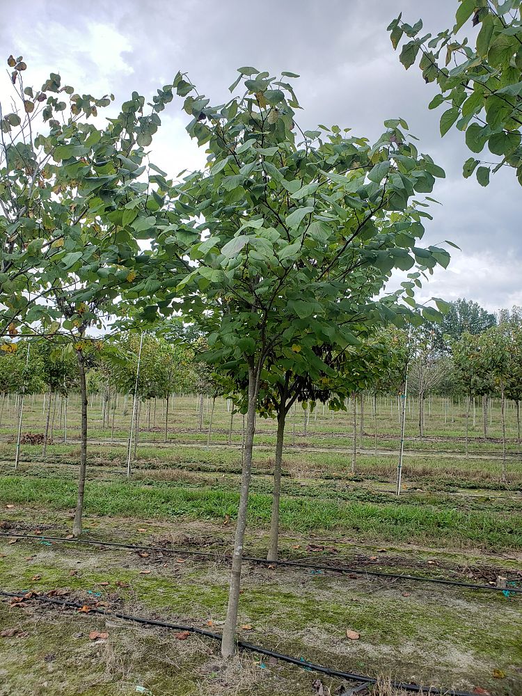 cercis-canadensis-eastern-redbud