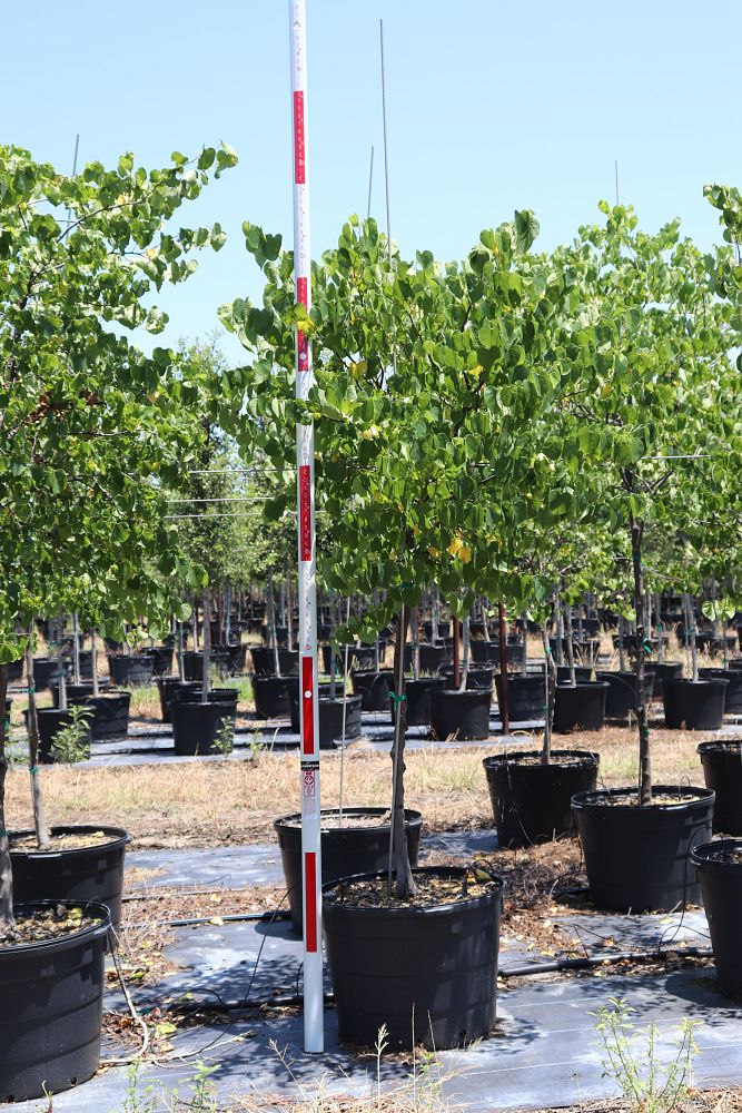 cercis-canadensis-eastern-redbud