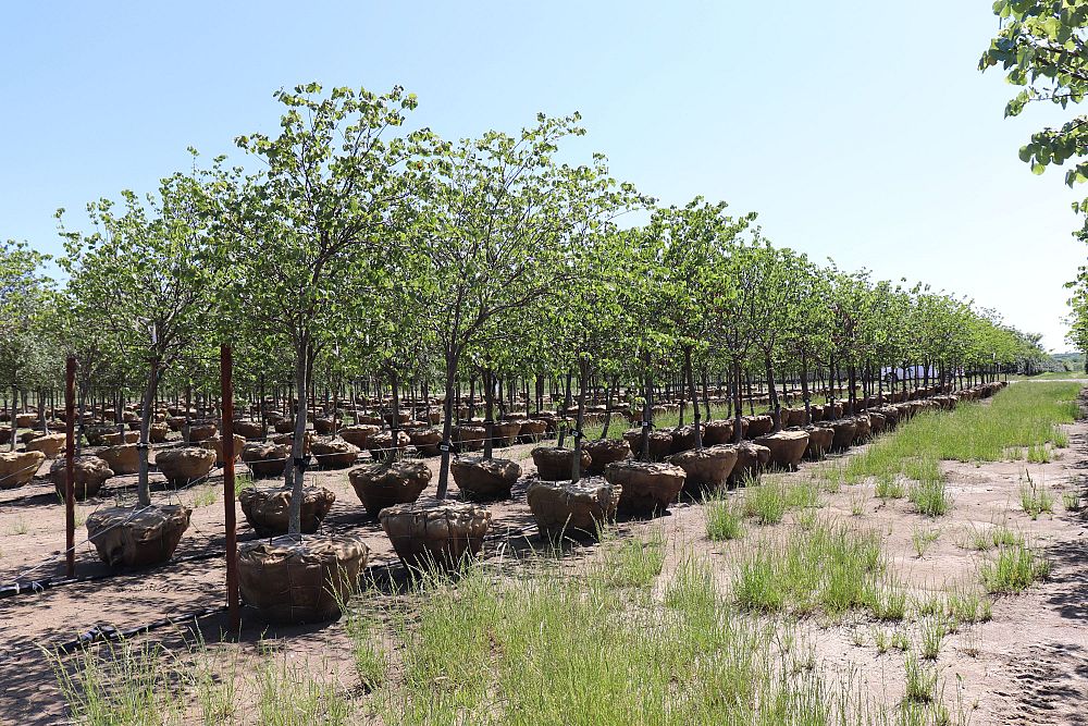 cercis-canadensis-eastern-redbud