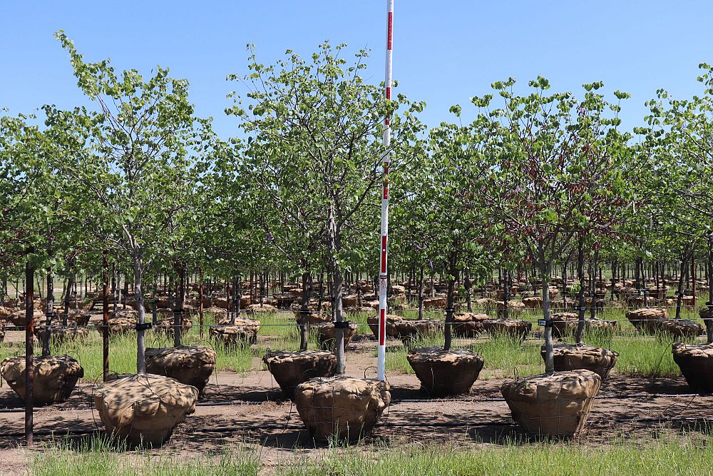 cercis-canadensis-eastern-redbud