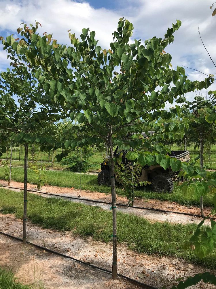 cercis-canadensis-eastern-redbud
