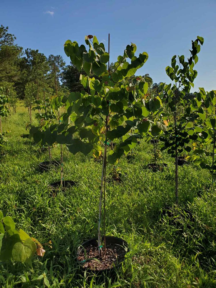 cercis-canadensis-eastern-redbud