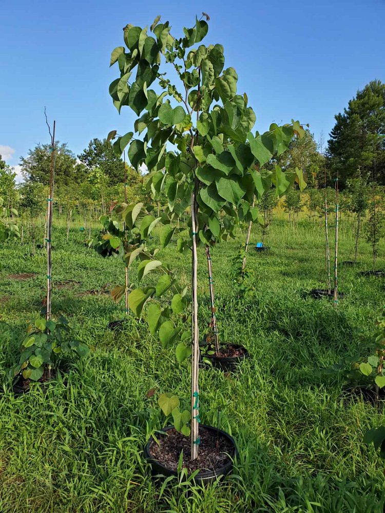 cercis-canadensis-eastern-redbud