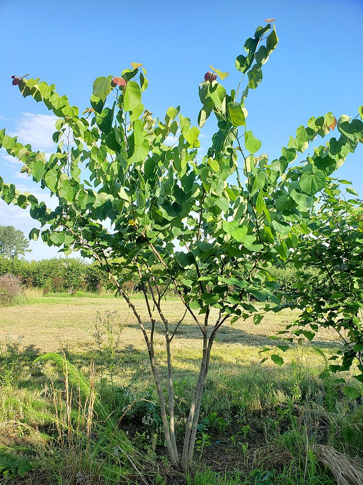 cercis-canadensis-eastern-redbud