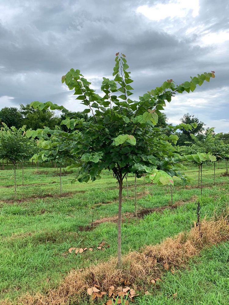 cercis-canadensis-eastern-redbud