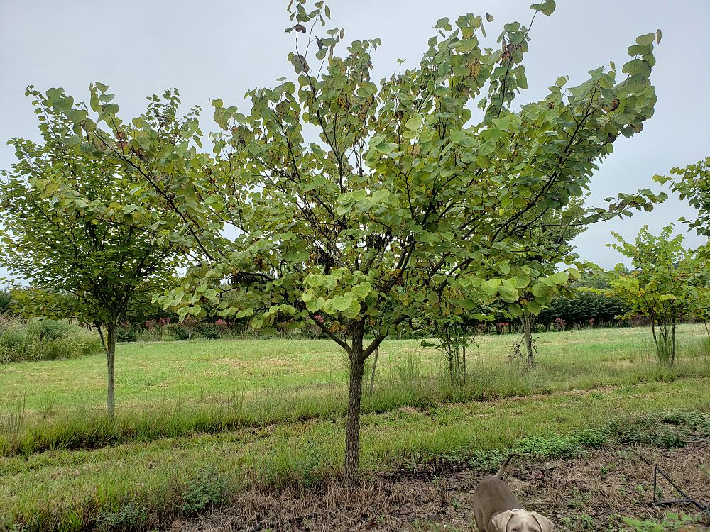 cercis-canadensis-eastern-redbud