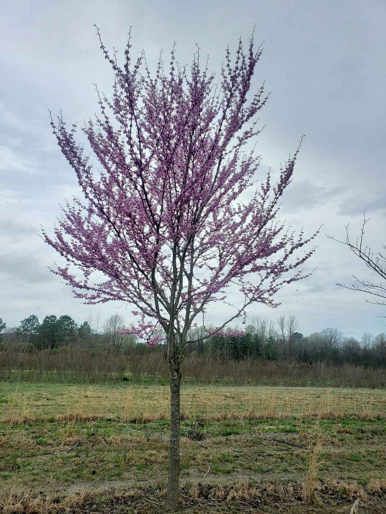 cercis-canadensis-eastern-redbud
