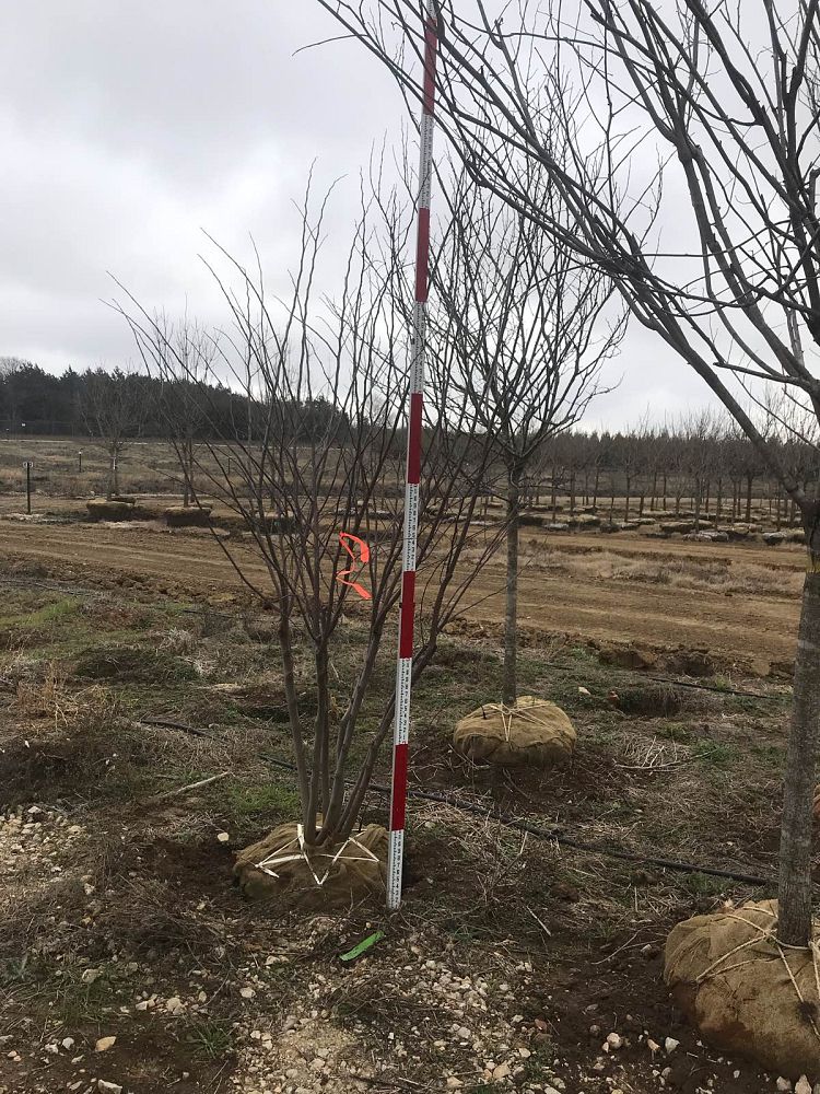 cercis-canadensis-eastern-redbud