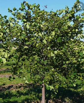 cercis-canadensis-eastern-redbud