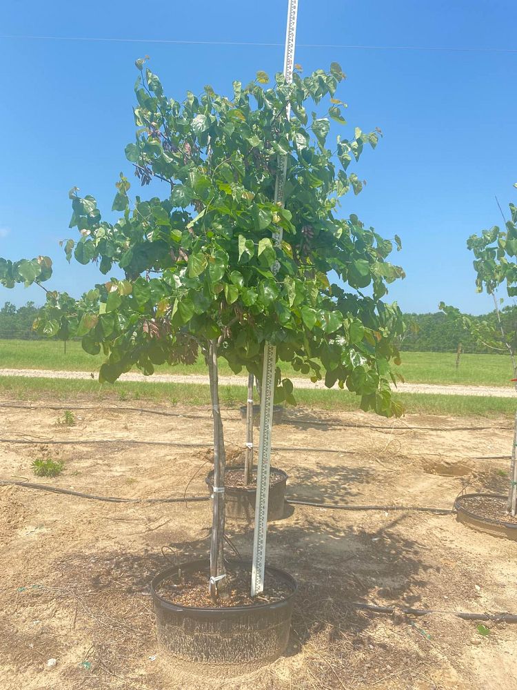 cercis-canadensis-eastern-redbud