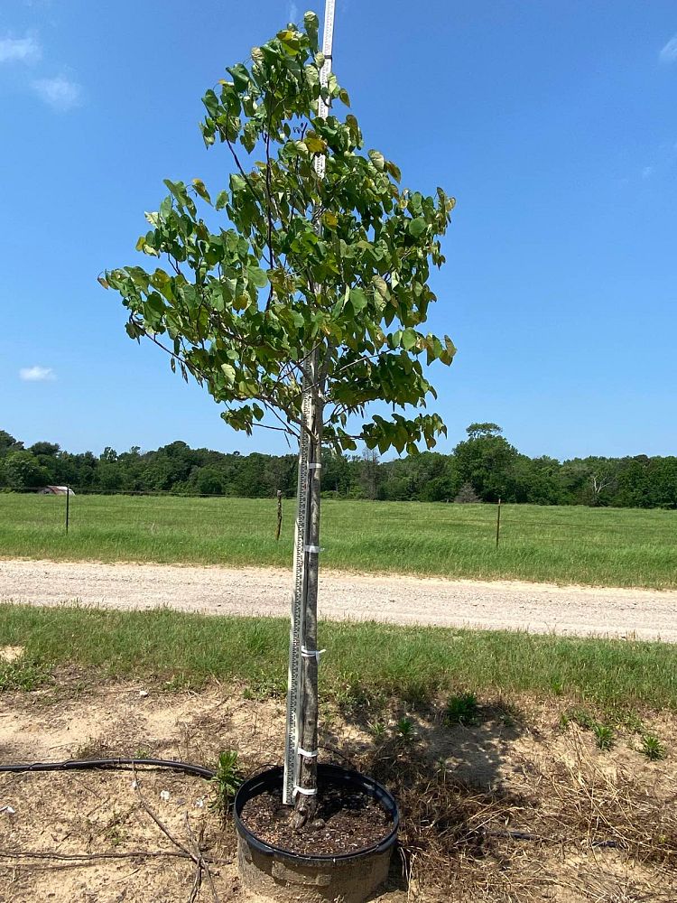 cercis-canadensis-eastern-redbud