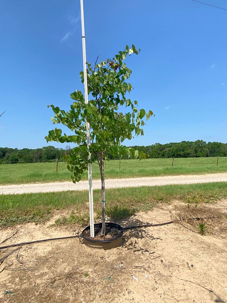 cercis-canadensis-eastern-redbud
