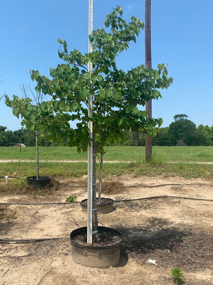 cercis-canadensis-eastern-redbud