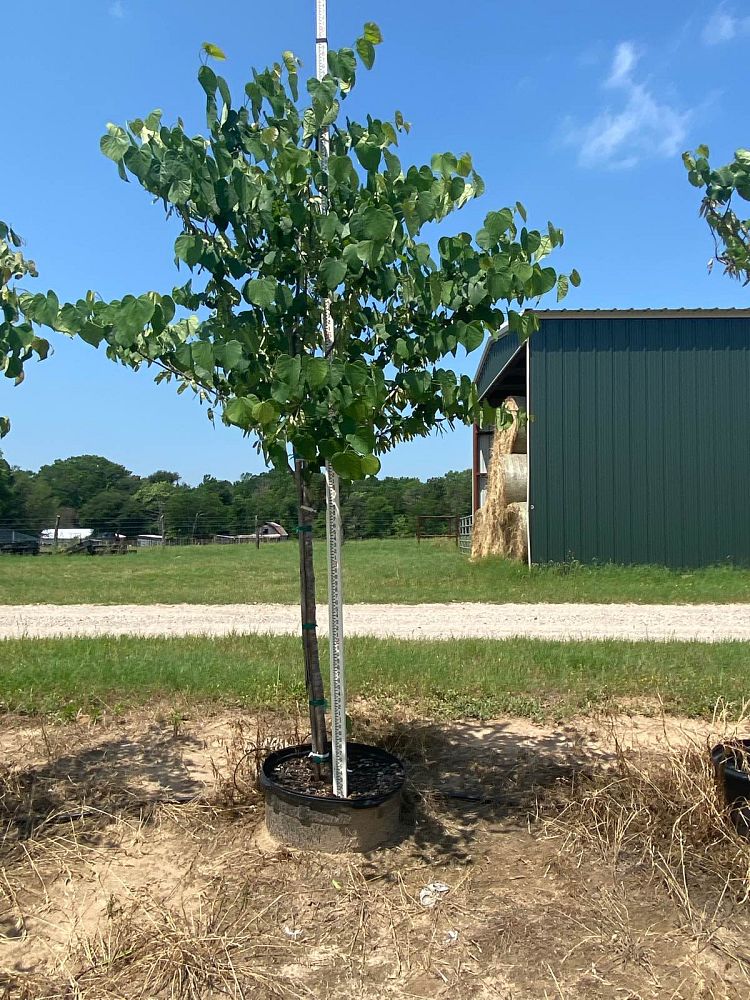 cercis-canadensis-eastern-redbud