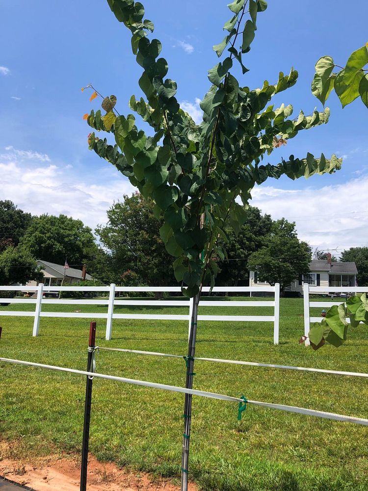 cercis-canadensis-eastern-redbud