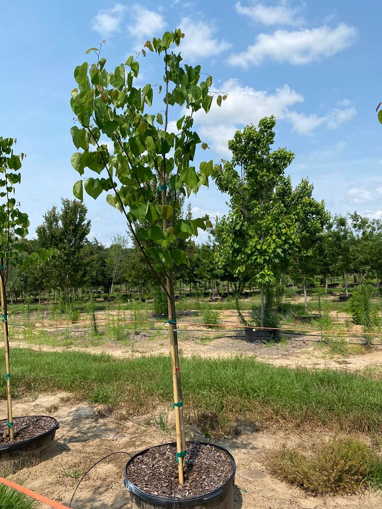 cercis-canadensis-eastern-redbud