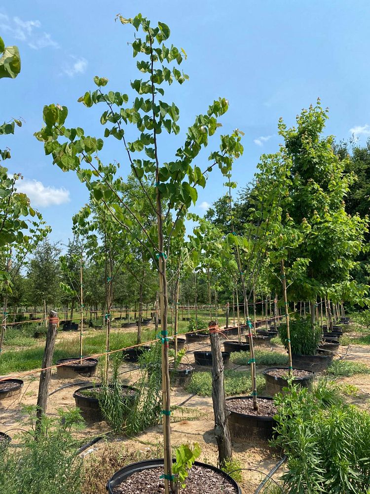 cercis-canadensis-eastern-redbud