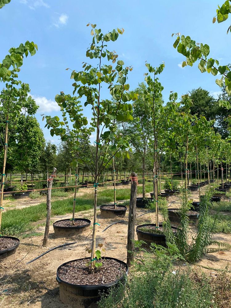 cercis-canadensis-eastern-redbud
