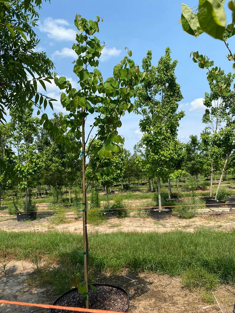 cercis-canadensis-eastern-redbud