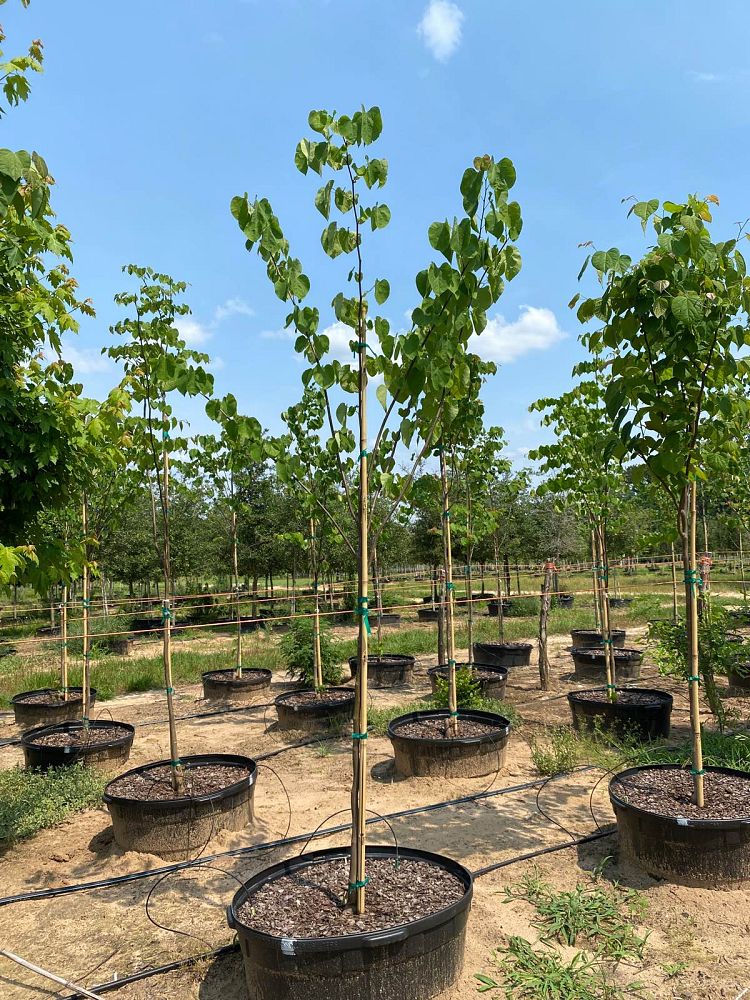 cercis-canadensis-eastern-redbud