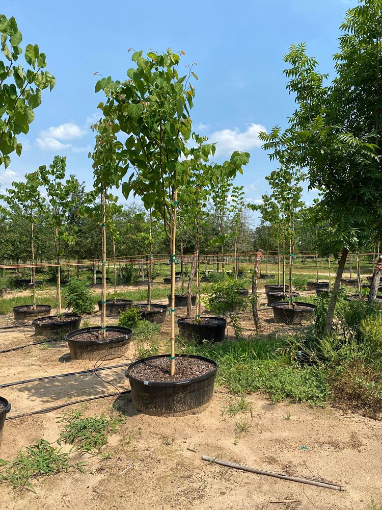 cercis-canadensis-eastern-redbud