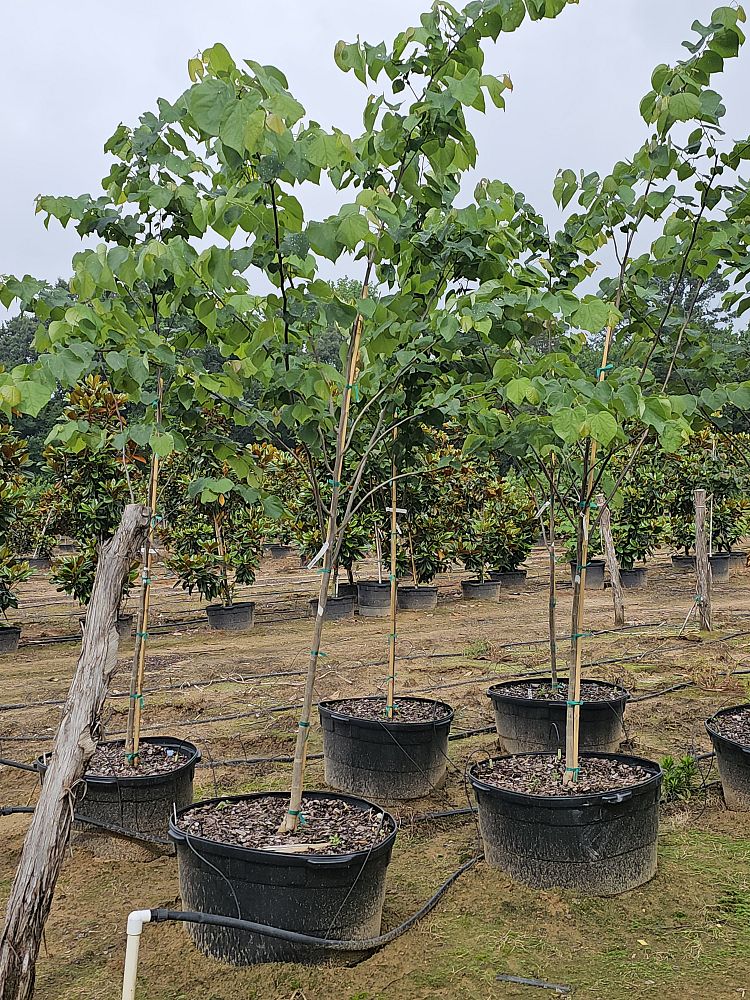 cercis-canadensis-eastern-redbud