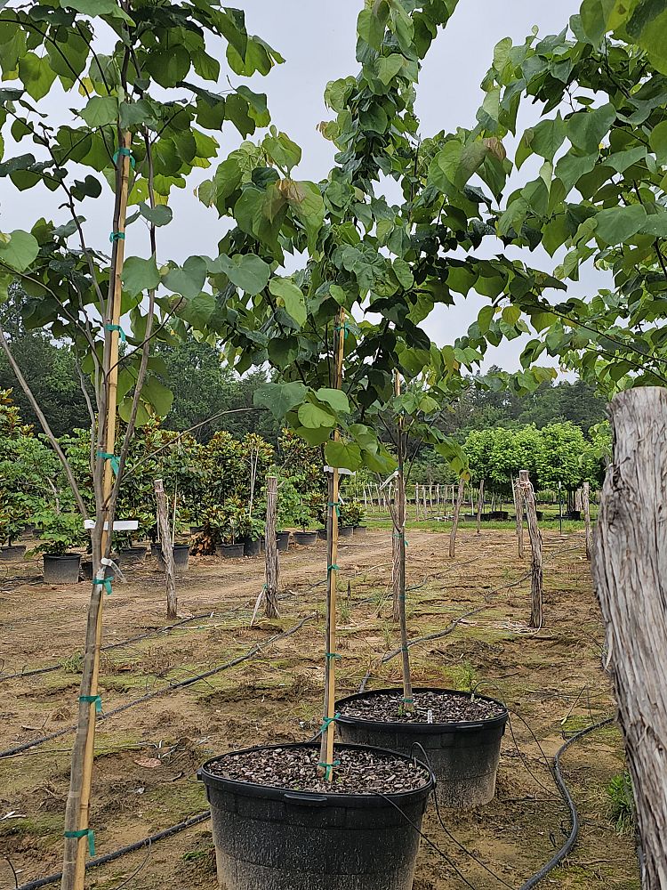 cercis-canadensis-eastern-redbud