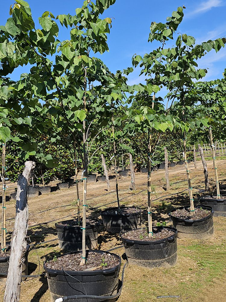 cercis-canadensis-eastern-redbud