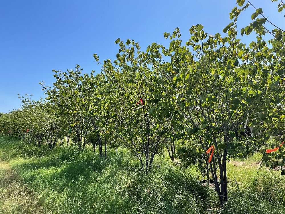 cercis-canadensis-eastern-redbud